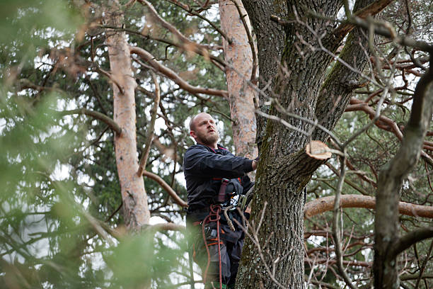 Professional Tree Services in Peotone, IL