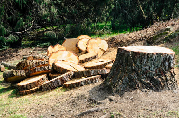 How Our Tree Care Process Works  in  Peotone, IL